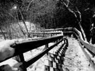 Down Into the Woods.jpg